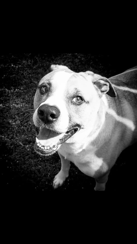 Post 2 by Layla's BARKery | Houston's Only Mobile Pet Bakery! on Instagram (video)