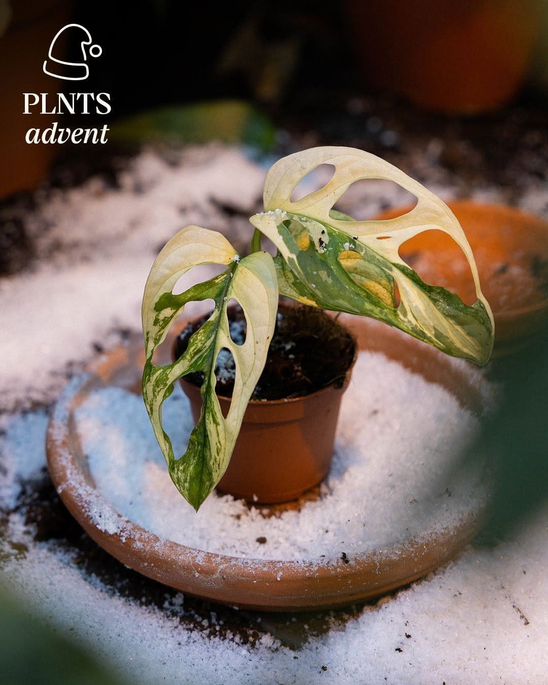 Post 8 by BabyPLNTS.com on Instagram (image)
