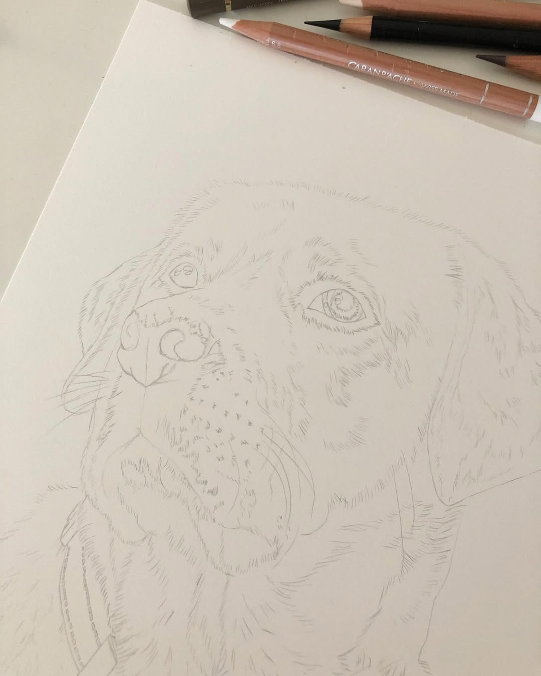 Post 9 by Pet Portrait & Wildlife Artist on Instagram (image)