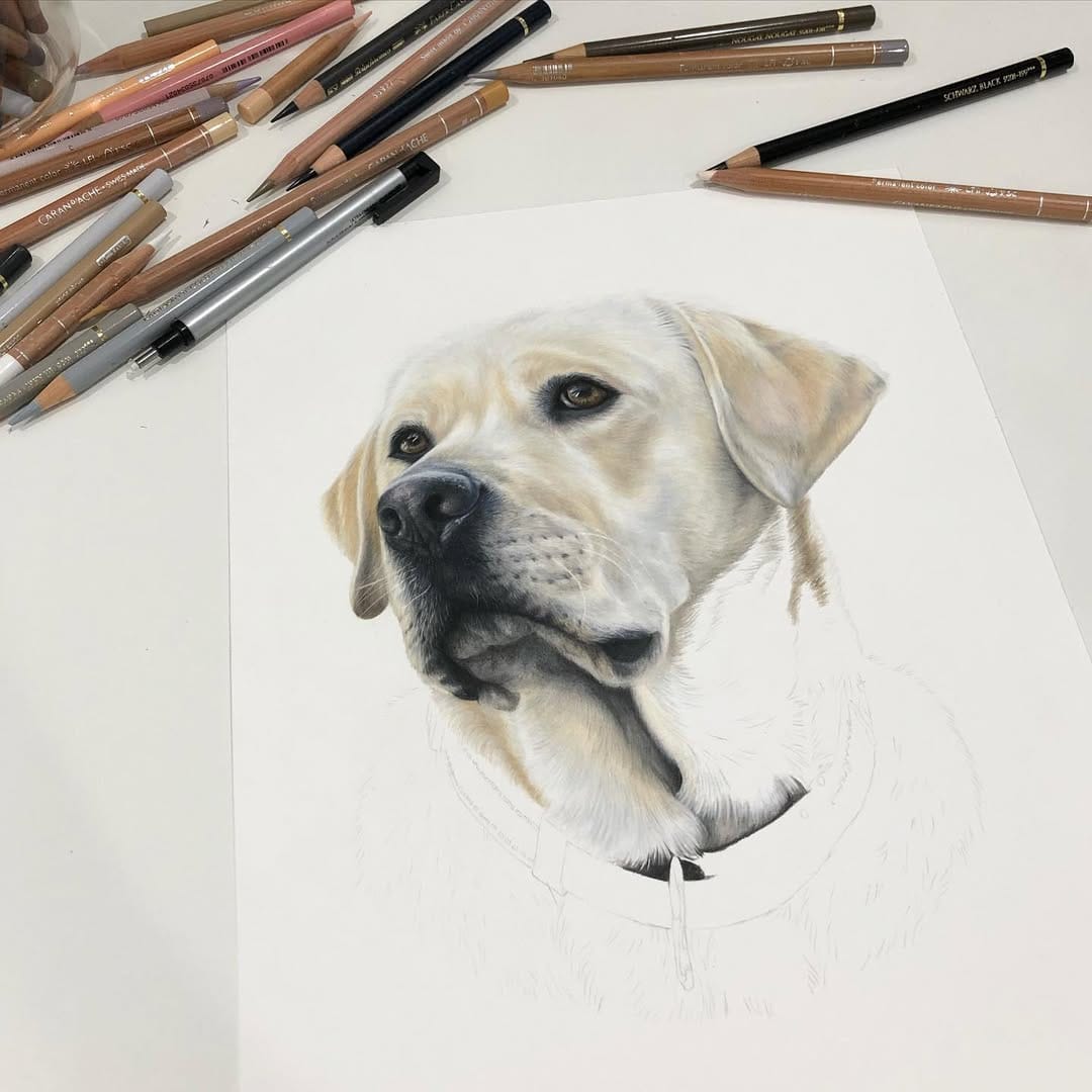 Post 1 by Pet Portrait & Wildlife Artist on Instagram (image)