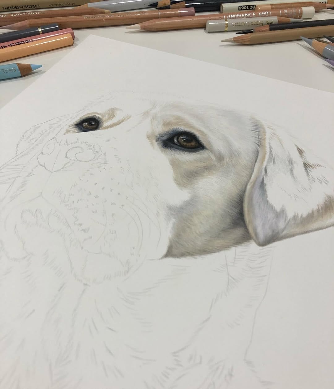 Post 5 by Pet Portrait & Wildlife Artist on Instagram (image)