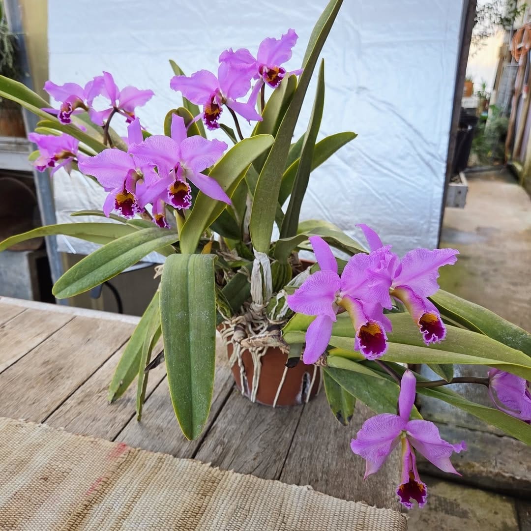 Post 2 by Atlock Farm on Instagram (image)