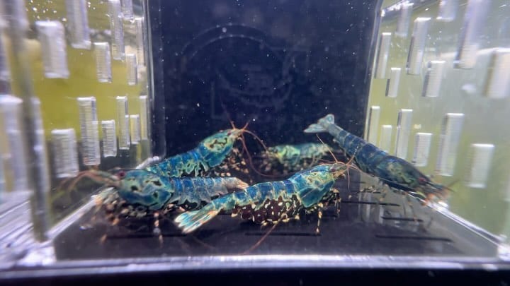 Post 8 by The Brothers Shrimp USA on Instagram (carousel)