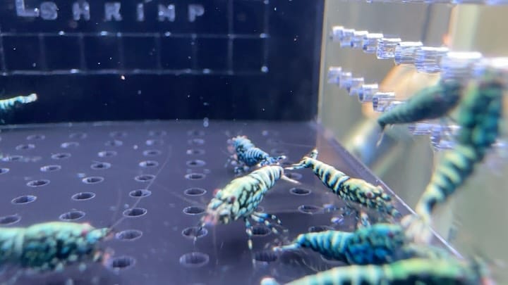 Post 7 by The Brothers Shrimp USA on Instagram (carousel)