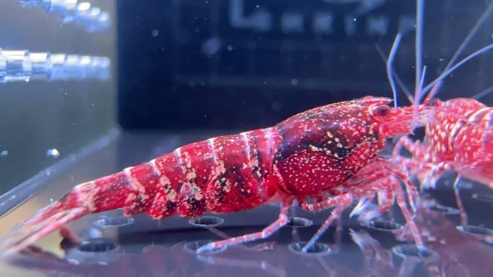 Post 6 by The Brothers Shrimp USA on Instagram (carousel)