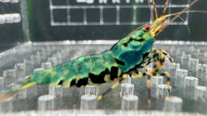 Post 1 by The Brothers Shrimp USA on Instagram (carousel)