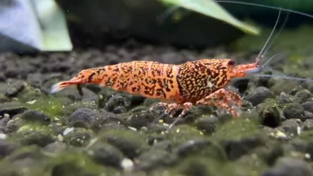 Post 2 by The Brothers Shrimp USA on Instagram (video)