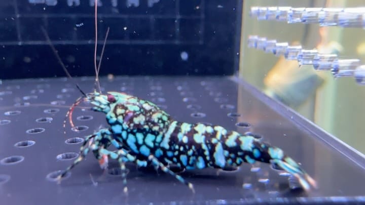 Post 4 by The Brothers Shrimp USA on Instagram (carousel)