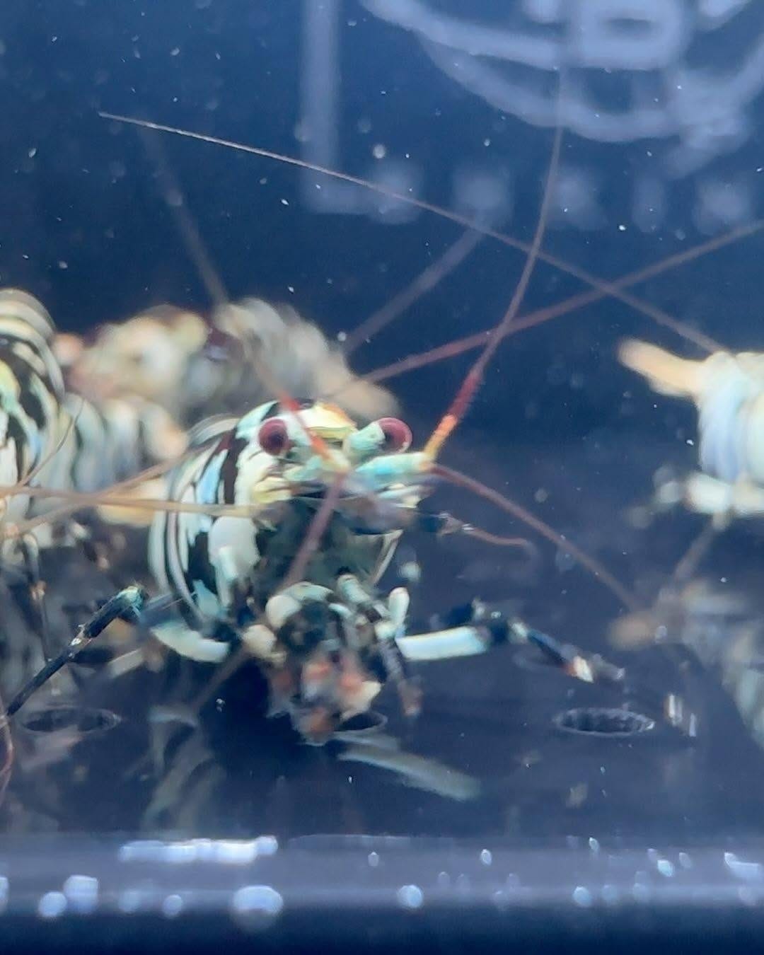 Post 9 by The Brothers Shrimp USA on Instagram (carousel)