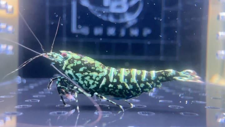 Post 5 by The Brothers Shrimp USA on Instagram (carousel)