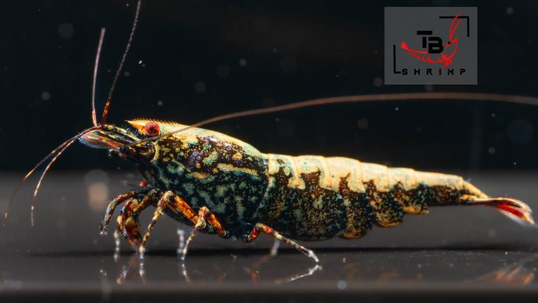 Post 3 by The Brothers Shrimp USA on Instagram (image)
