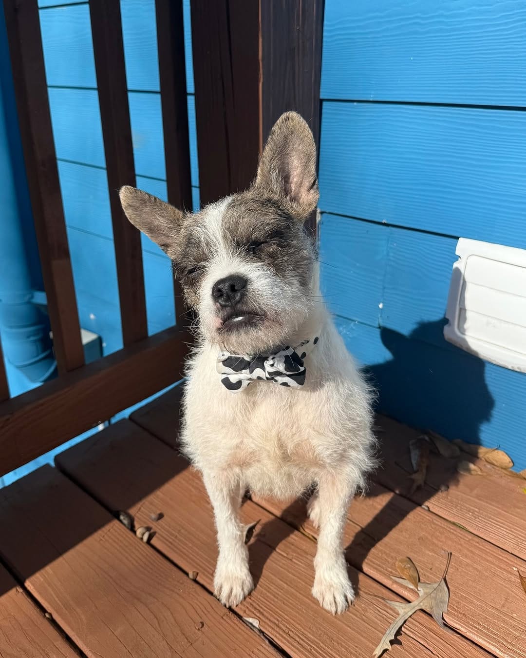 Post 8 by Pack Leashes on Instagram (image)