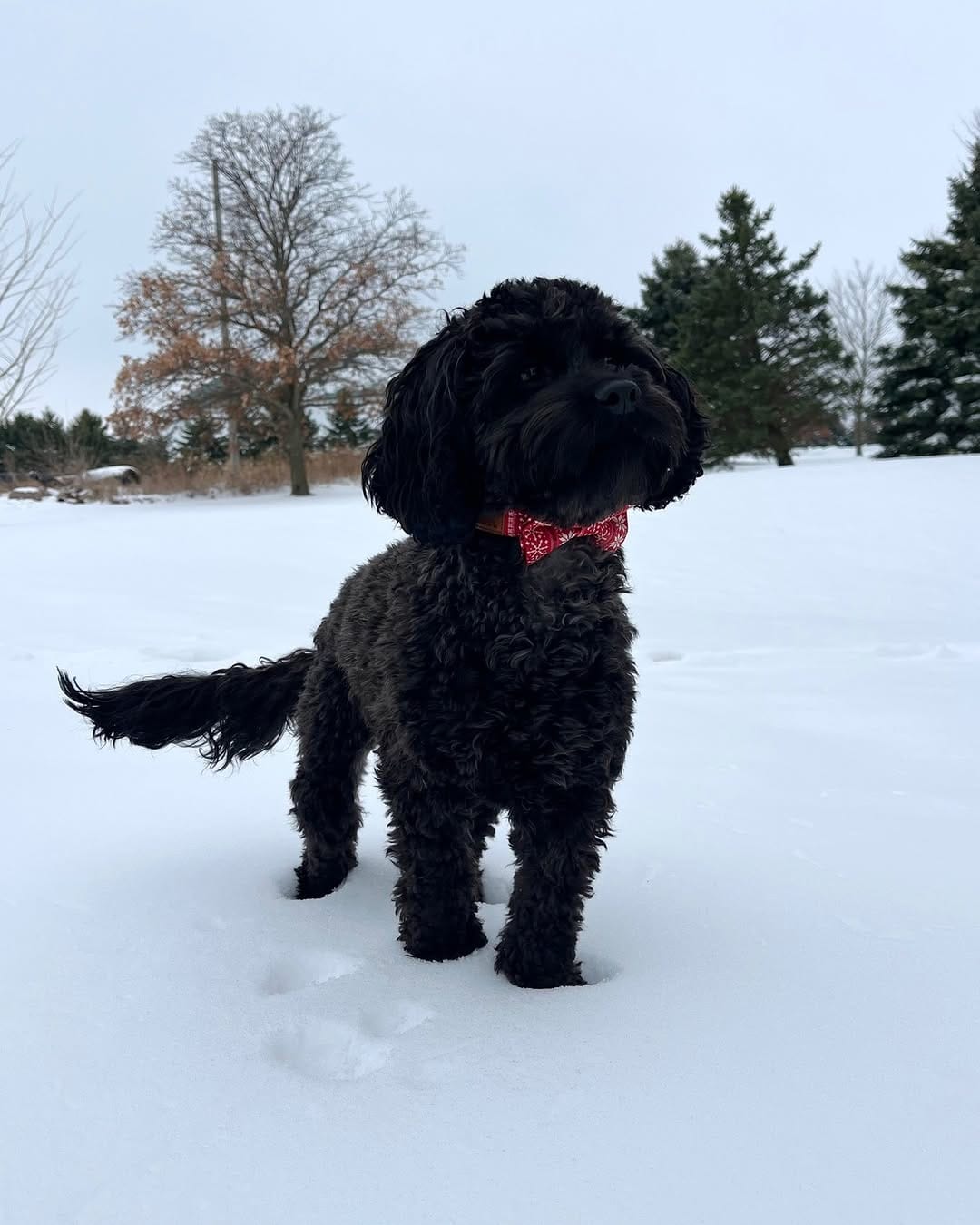 Post 1 by Pack Leashes on Instagram (image)