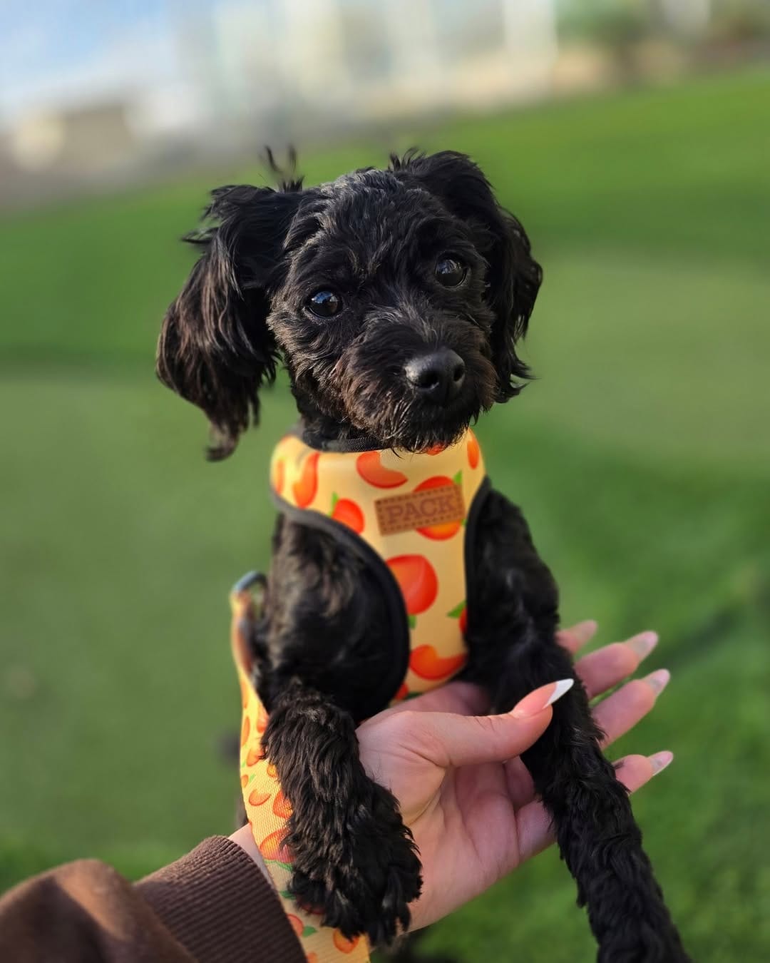 Post 5 by Pack Leashes on Instagram (image)