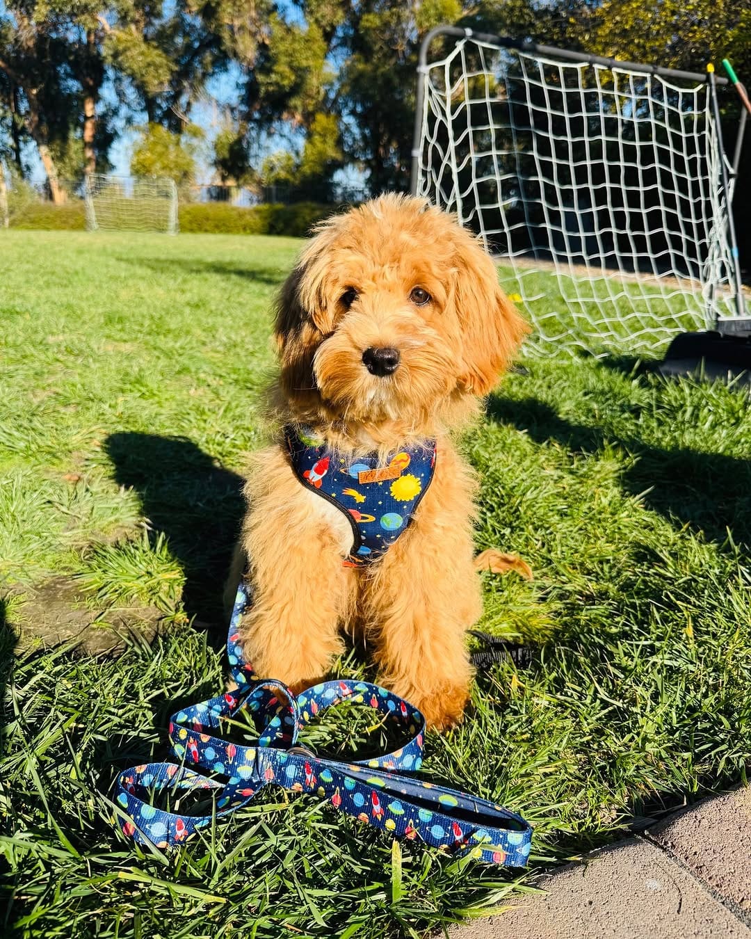 Post 9 by Pack Leashes on Instagram (image)