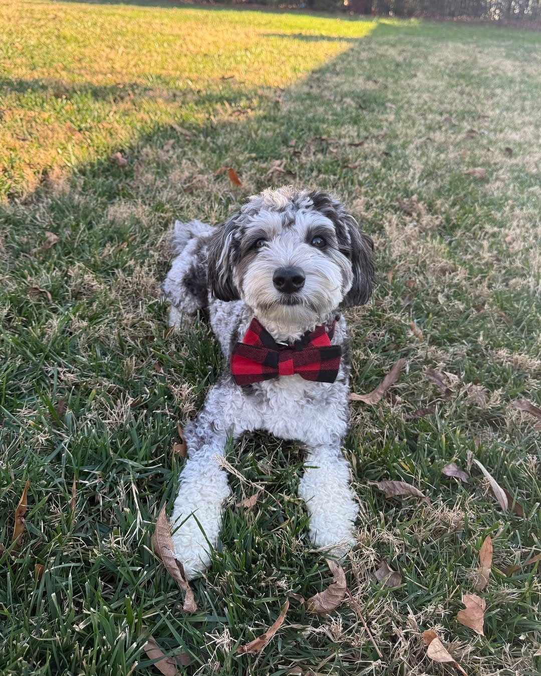 Post 2 by Pack Leashes on Instagram (image)