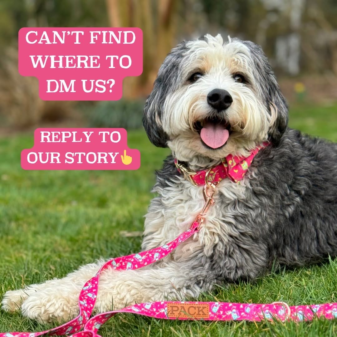Post 10 by Pack Leashes on Instagram (image)