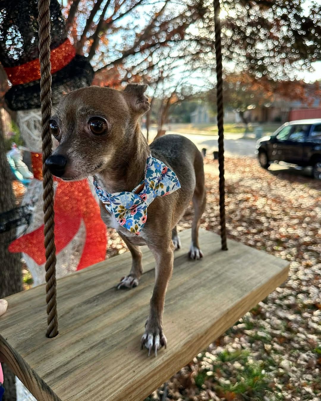 Post 4 by Pack Leashes on Instagram (image)