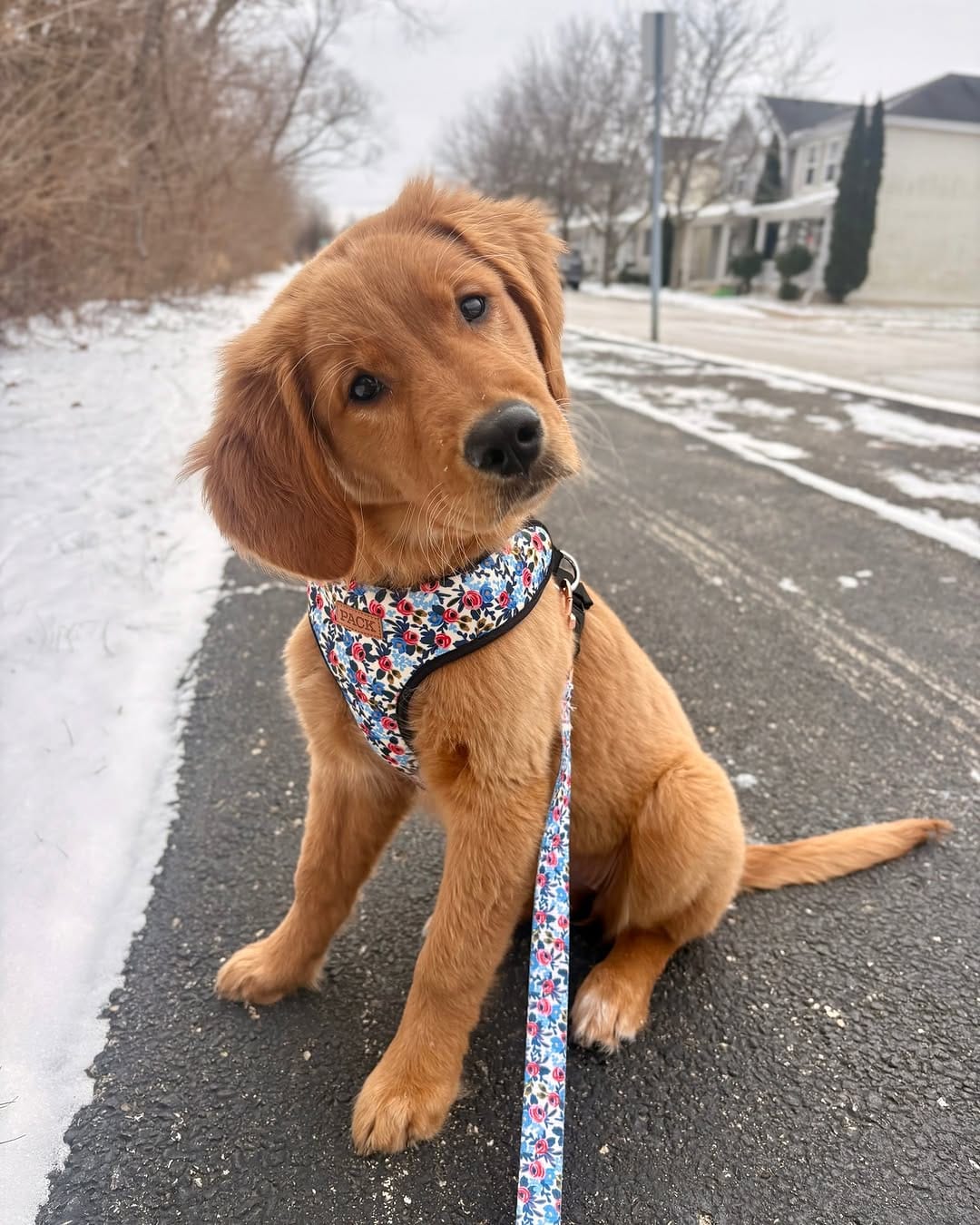 Post 7 by Pack Leashes on Instagram (image)