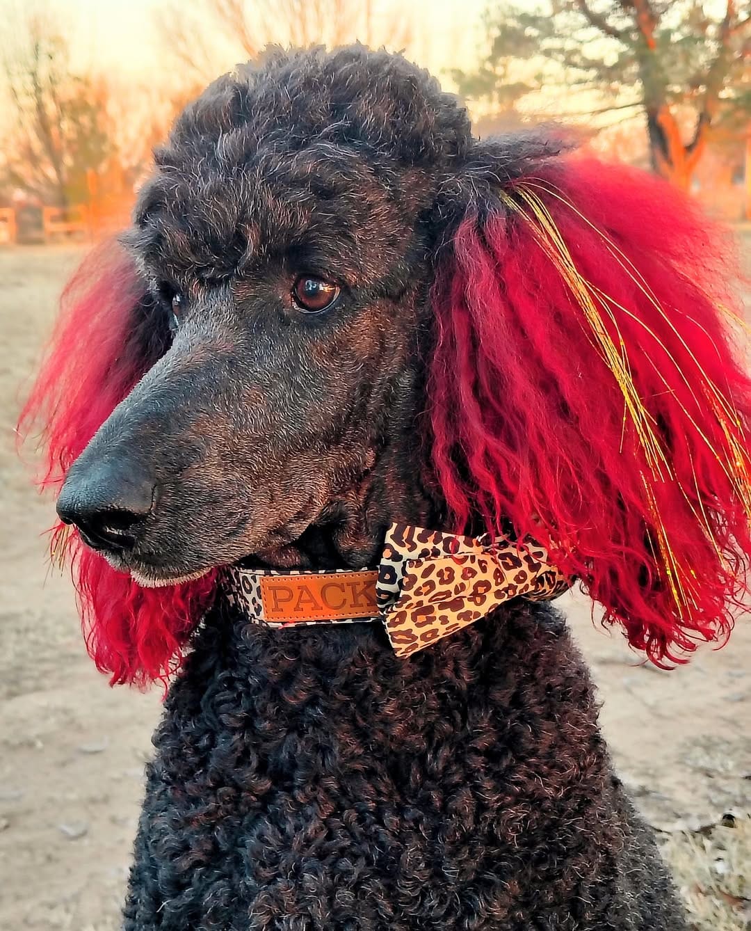 Post 6 by Pack Leashes on Instagram (image)