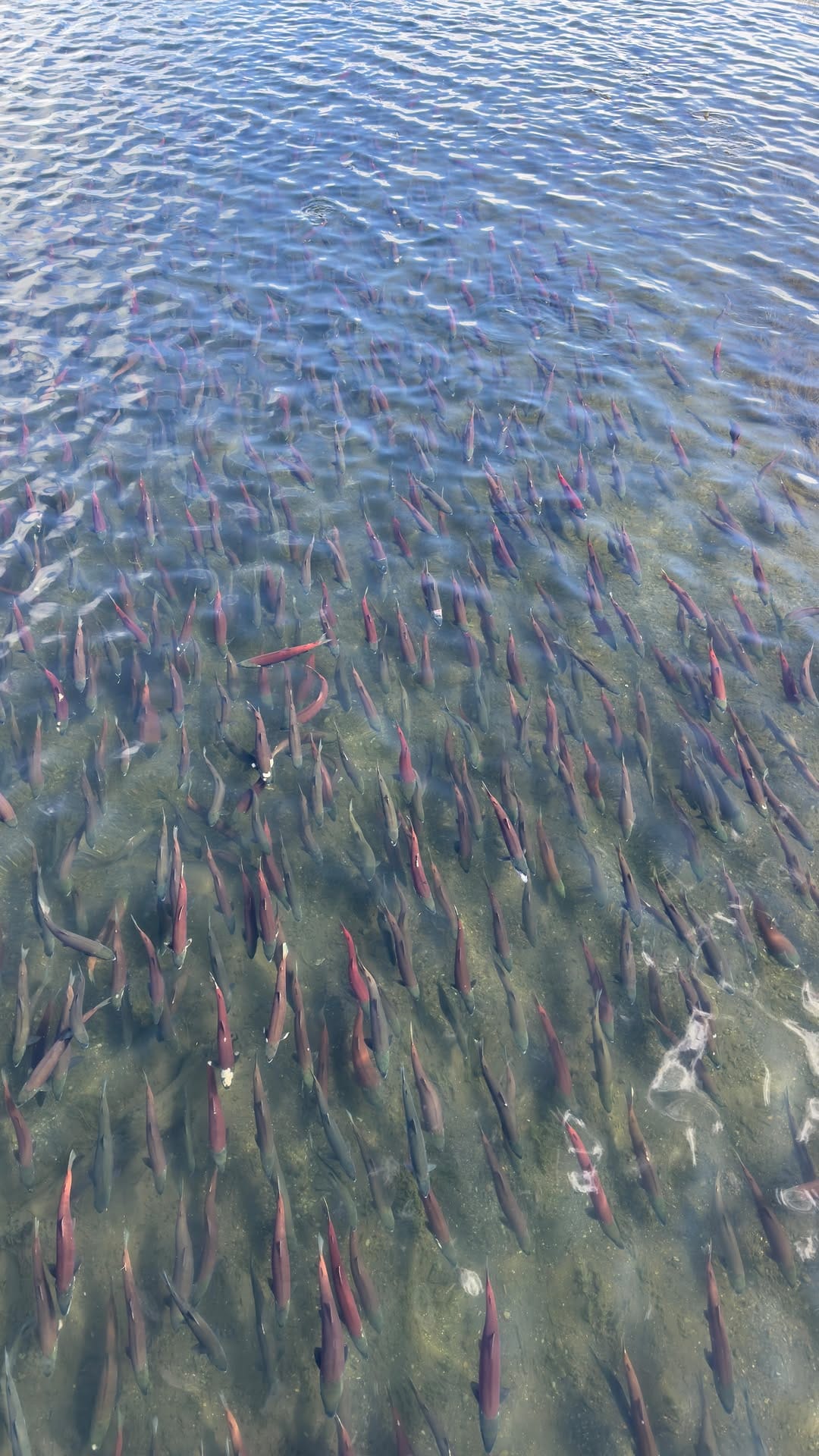 Post 10 by Wild Alaskan Company on Instagram (video)
