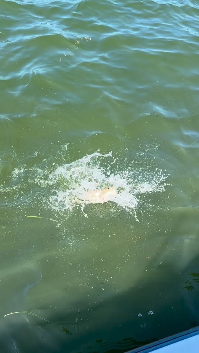 Post 7 by @shrimplanding on Instagram (video)