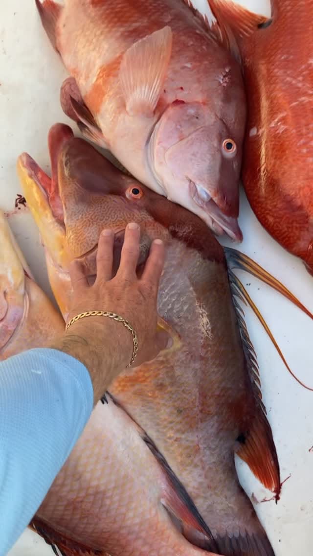 Post 6 by @shrimplanding on Instagram (video)