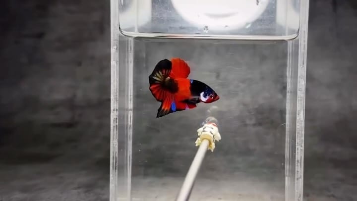 Post 4 by Tropicflow | Aquatic & Leafy on Instagram (video)