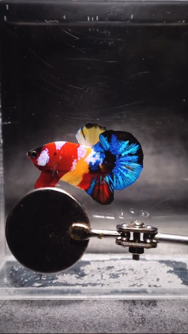 Post 6 by Tropicflow | Aquatic & Leafy on Instagram (video)