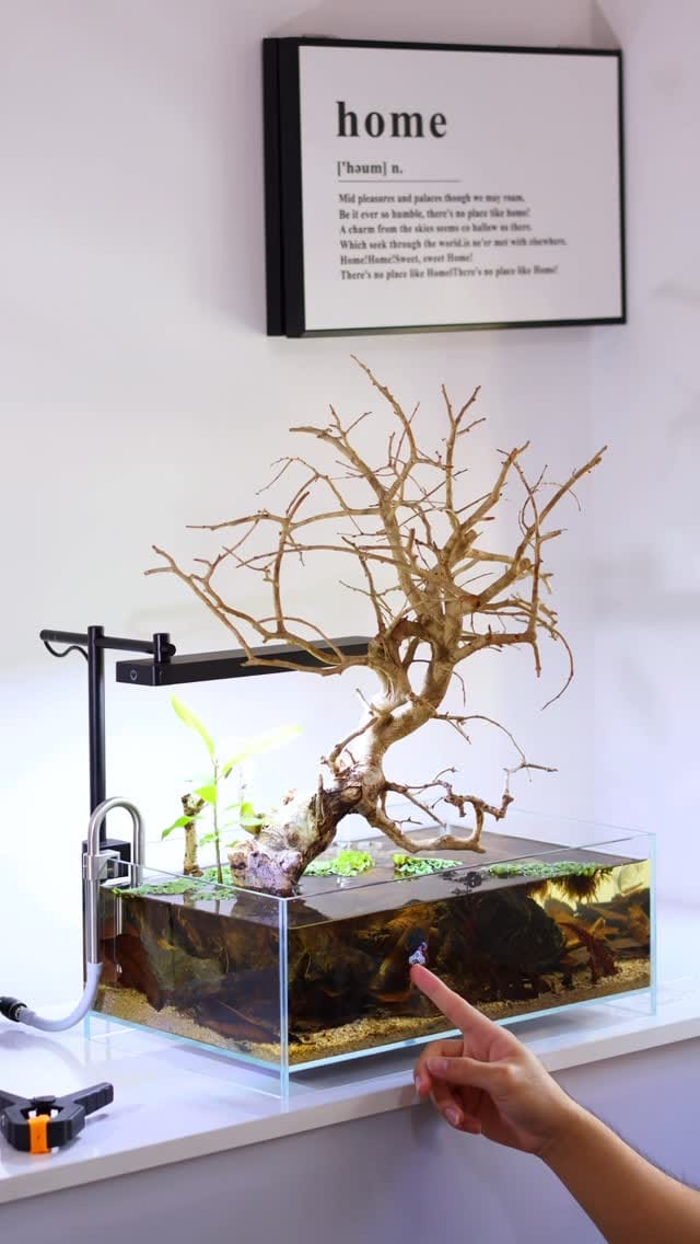 Post 8 by Tropicflow | Aquatic & Leafy on Instagram (video)