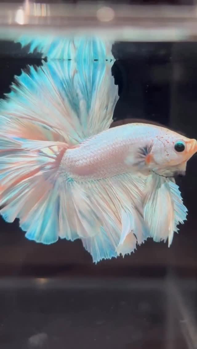 Post 2 by Tropicflow | Aquatic & Leafy on Instagram (video)