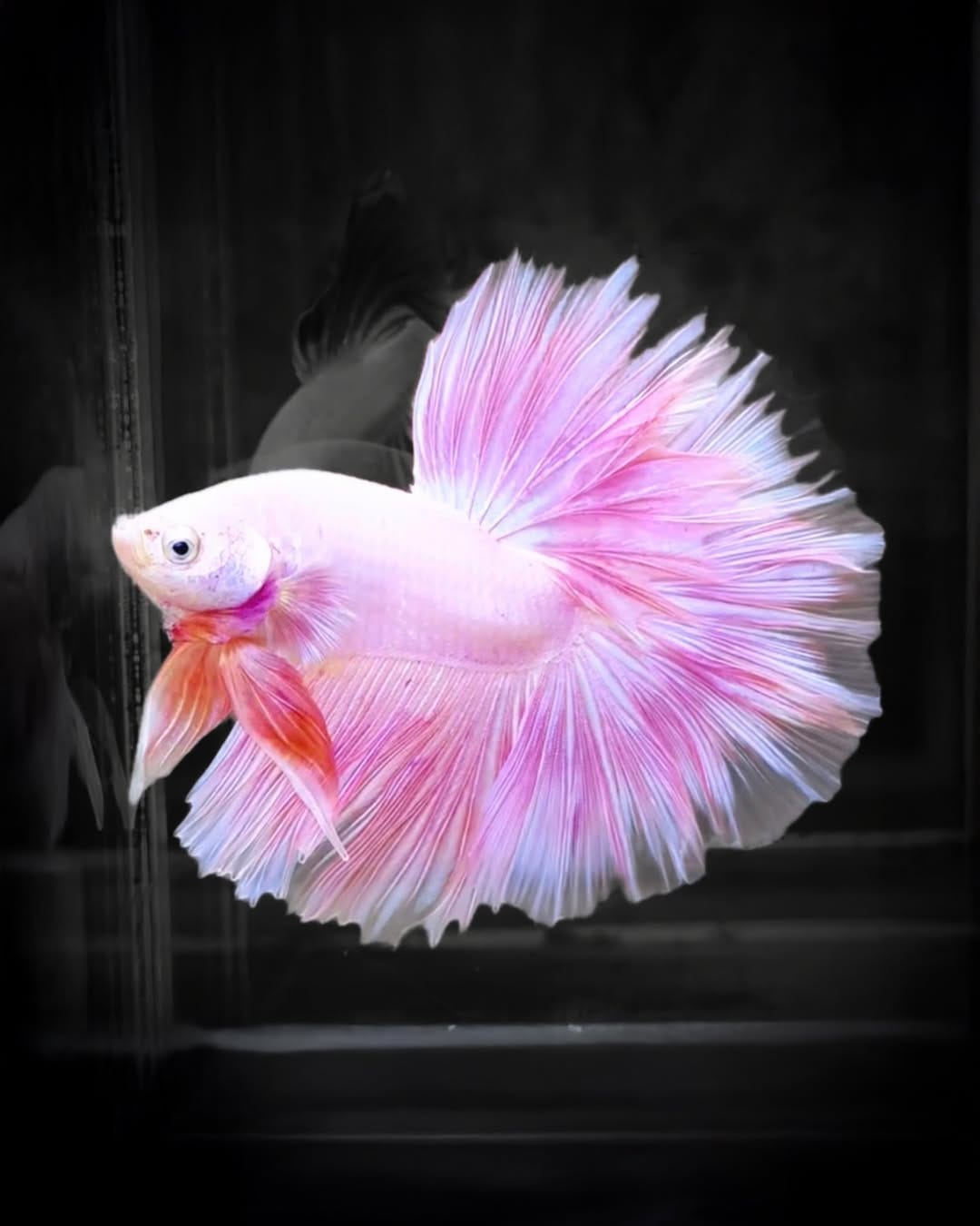 Post 9 by Tropicflow | Aquatic & Leafy on Instagram (carousel)