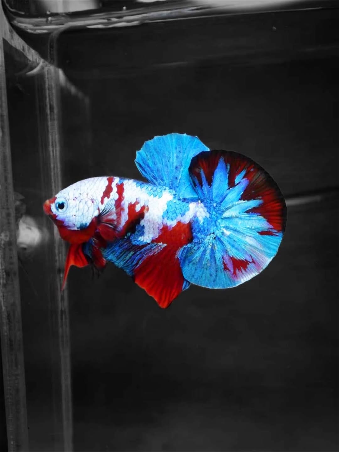 Post 3 by Tropicflow | Aquatic & Leafy on Instagram (image)