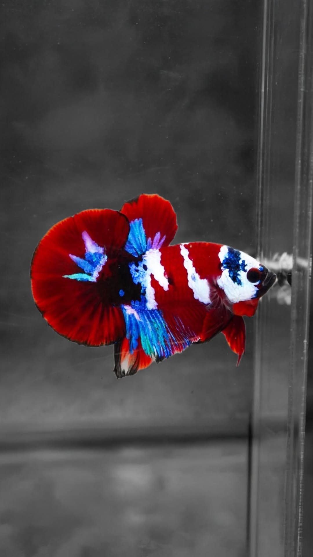 Post 1 by Tropicflow | Aquatic & Leafy on Instagram (video)