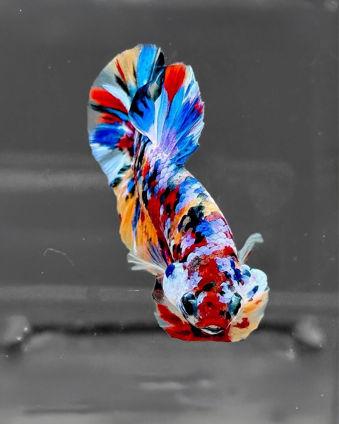 Post 10 by Tropicflow | Aquatic & Leafy on Instagram (image)