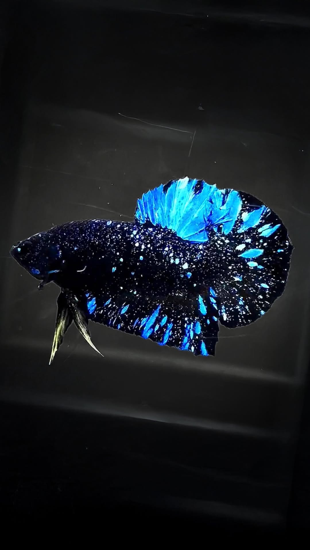 Post 5 by Tropicflow | Aquatic & Leafy on Instagram (video)