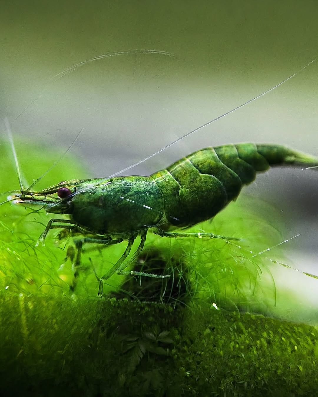 Post 7 by Tropicflow | Aquatic & Leafy on Instagram (image)