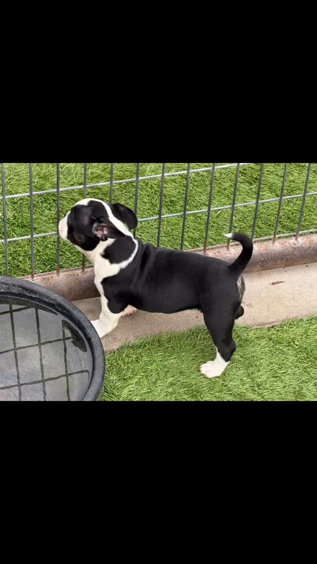 Post 5 by Billyjack Gunter on Instagram (video)