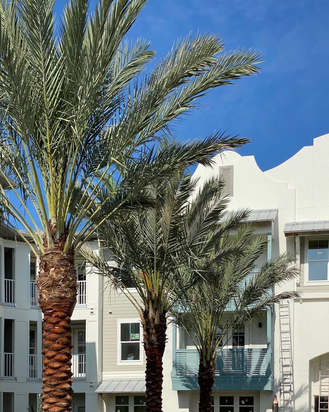 Post 6 by Gardens South Jax, Inc. on Instagram (image)