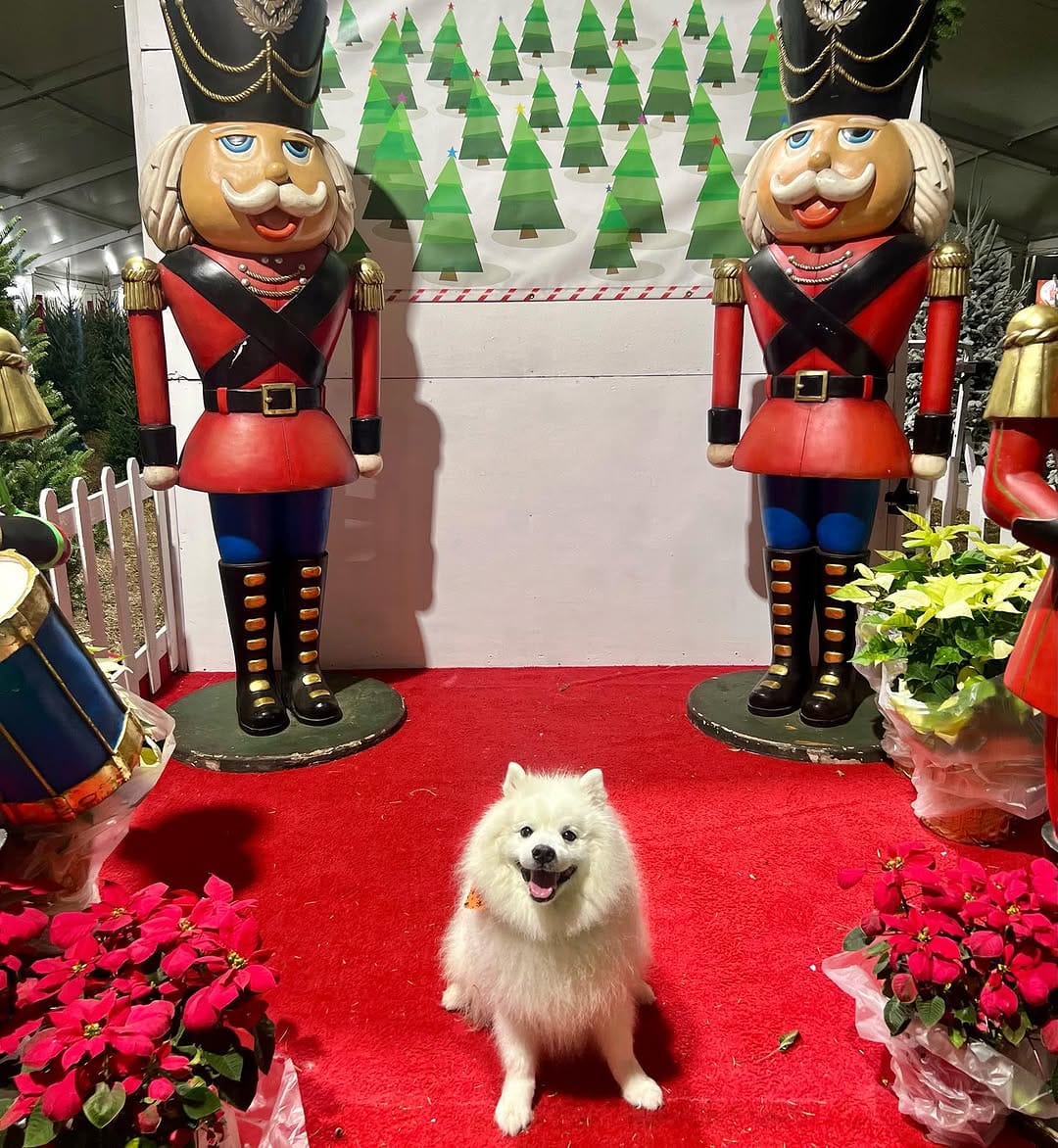 Post 10 by Nikko South Beach on Instagram (carousel)