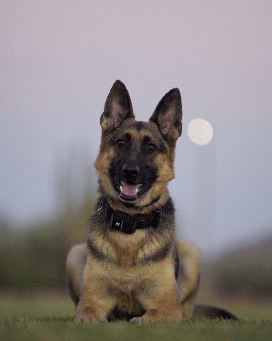 Post 10 by Nova | Lilly on Instagram (image)