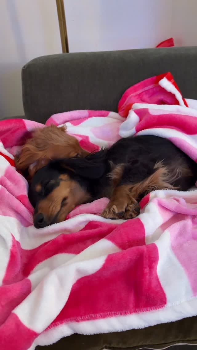 Post 1 by CHELSEA & BROOKLYN🌸 Mini Dachshund on Instagram (video)