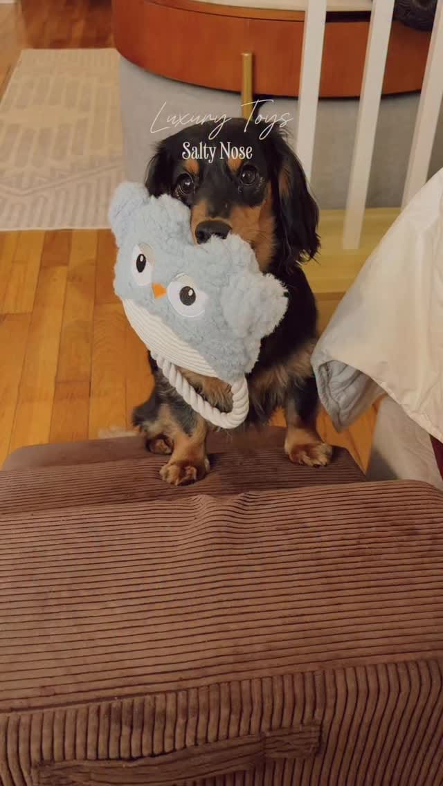 Post 7 by CHELSEA & BROOKLYN🌸 Mini Dachshund on Instagram (video)