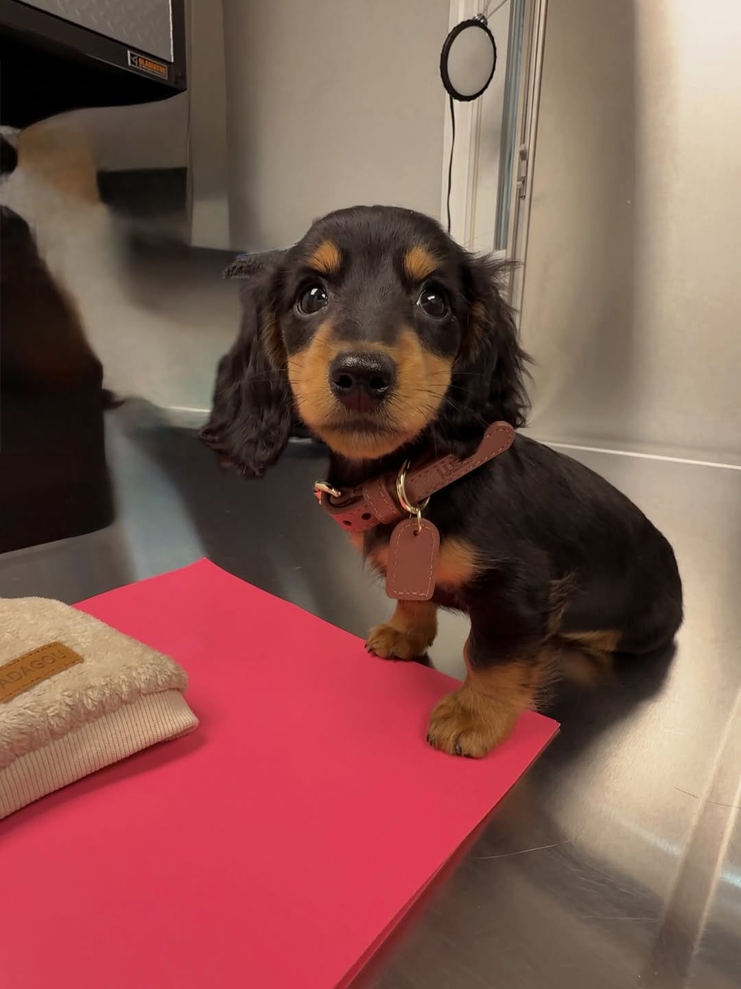 Post 10 by CHELSEA & BROOKLYN🌸 Mini Dachshund on Instagram (carousel)