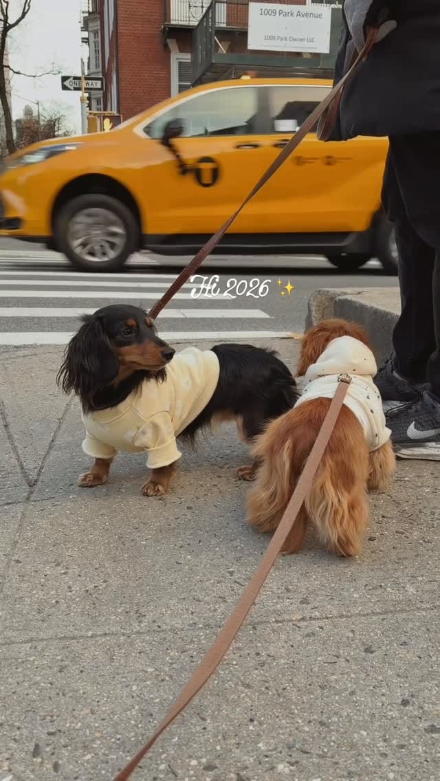 Post 8 by CHELSEA & BROOKLYN🌸 Mini Dachshund on Instagram (video)