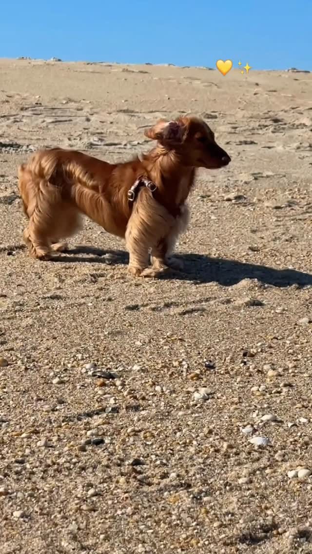 Post 4 by CHELSEA & BROOKLYN🌸 Mini Dachshund on Instagram (video)