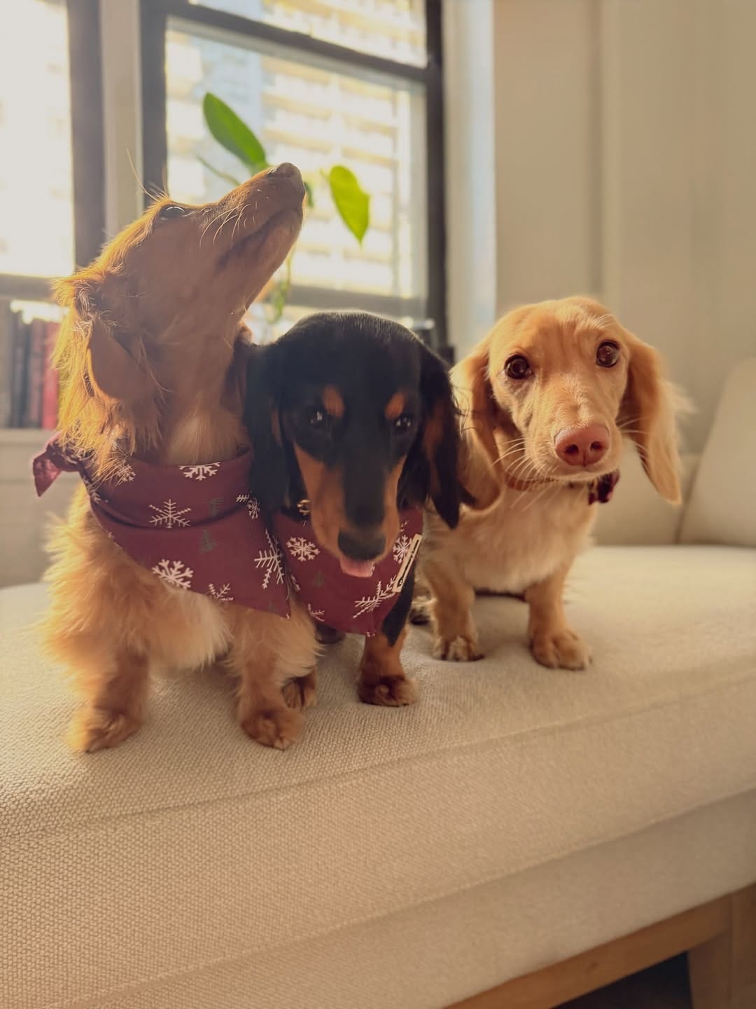 Post 6 by CHELSEA & BROOKLYN🌸 Mini Dachshund on Instagram (carousel)