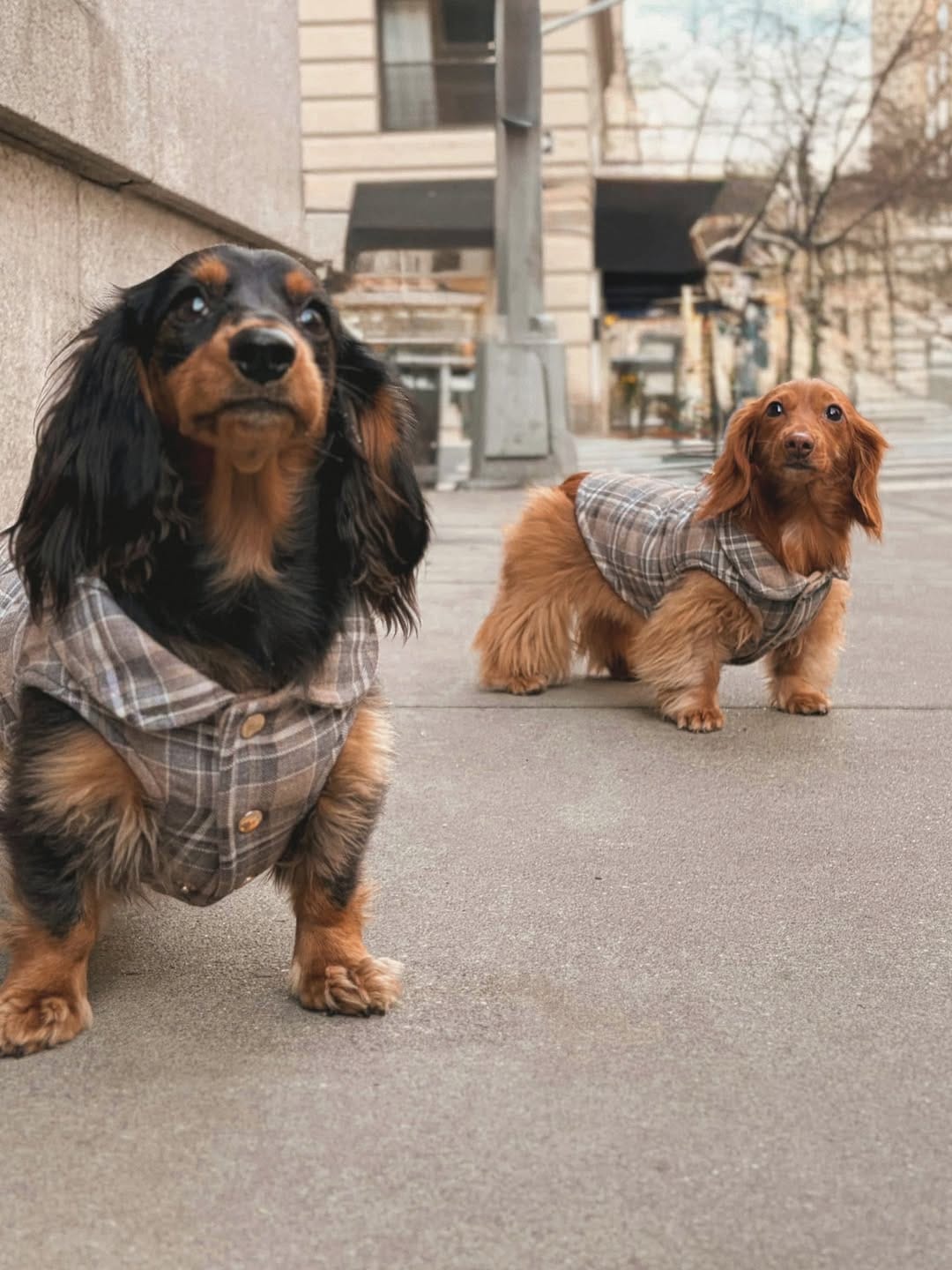 Post 2 by CHELSEA & BROOKLYN🌸 Mini Dachshund on Instagram (carousel)