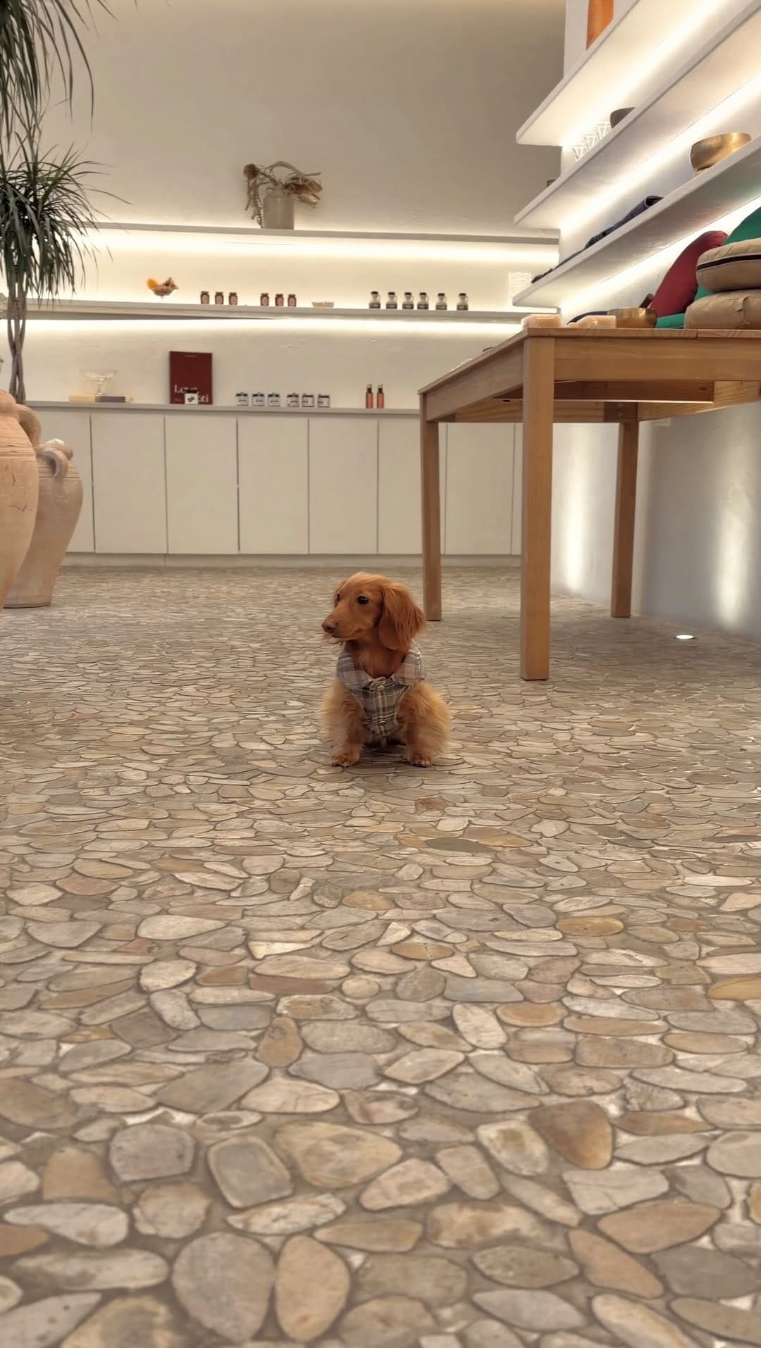 Post 3 by CHELSEA & BROOKLYN🌸 Mini Dachshund on Instagram (video)