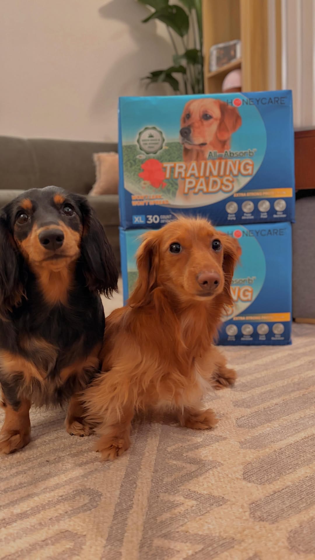 Post 5 by CHELSEA & BROOKLYN🌸 Mini Dachshund on Instagram (video)